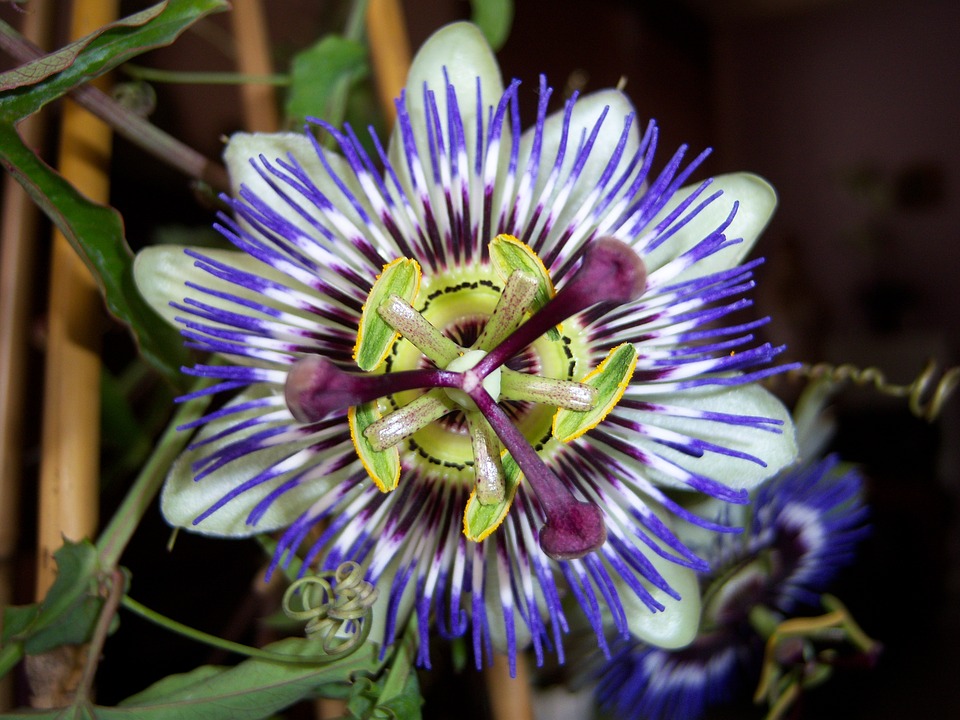 Passiflora sp. - floarea pasiunii